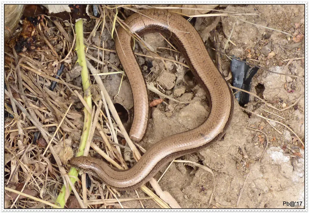 The California Legless Lizard - West Coast's Underground Wanderer (Many thanks for all your likes and comments. Great, Flickr, CC BY 2.0)