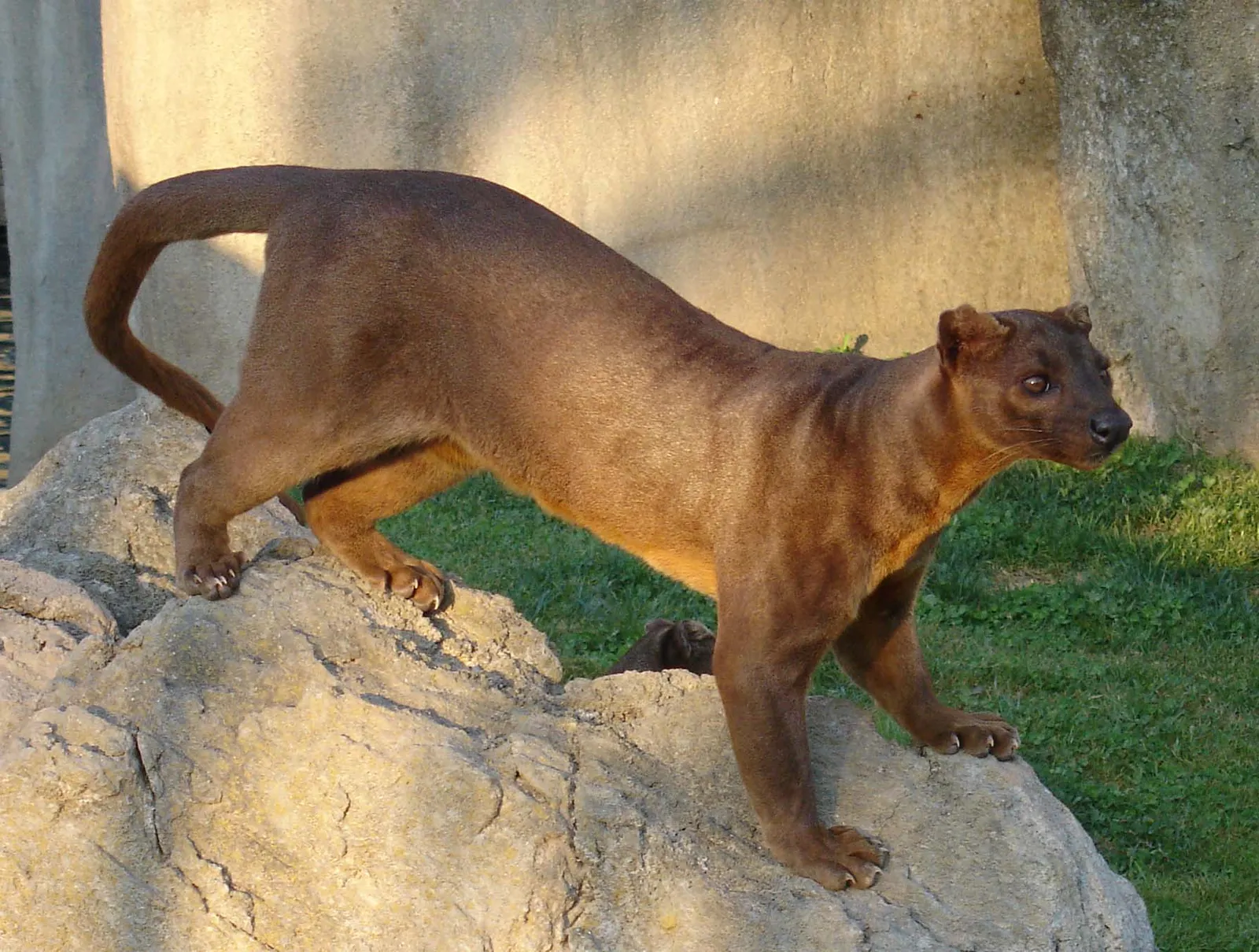 9. The Fossa Represents an Entirely Unique Evolutionary Experiment (By Ran Kirlian, CC BY-SA 4.0)