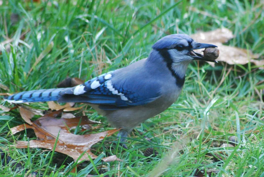 Why Oaks Secretly Depend on Forgetful Blue Jays (hartjeff12, Flickr, CC BY 2.0)