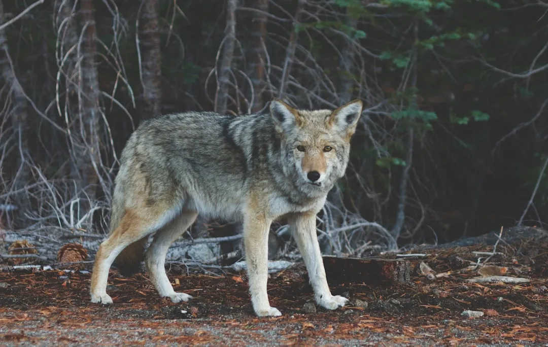 #6 - Gray Wolves Reclaiming Their Old Territory (And Old Enemies) (Image Credits: Unsplash)