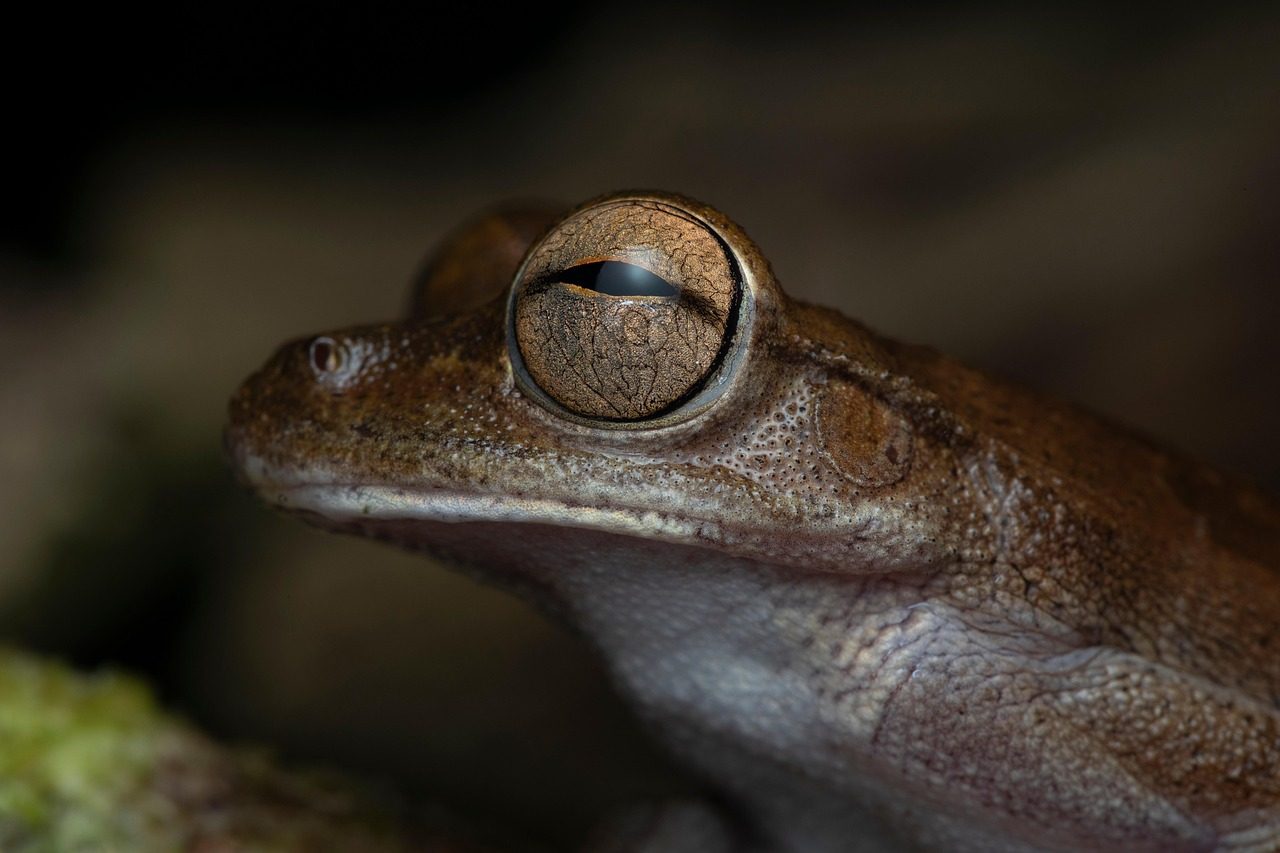 The Transformative Frog: Emotional Healing and Renewal (Image Credits: Pixabay)