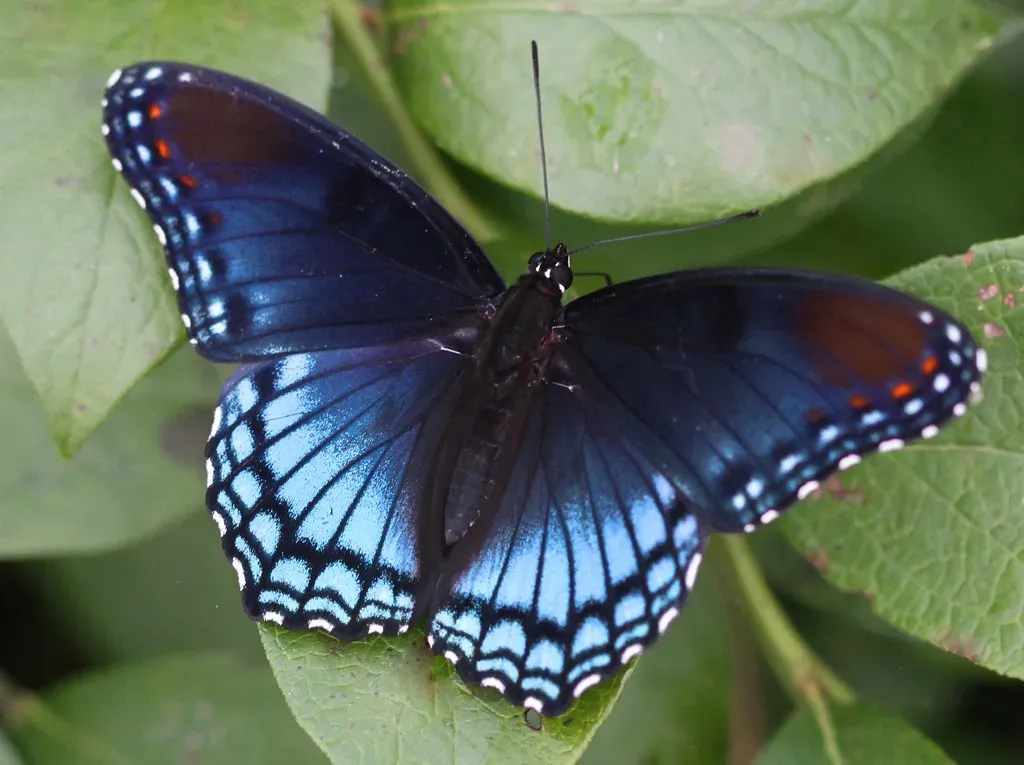 11. North Carolina - Mountain Meets Coast in Perfect Butterfly Harmony (DrPhotoMoto, Flickr, CC BY-SA 2.0)