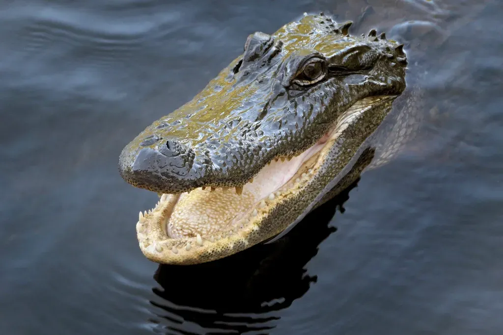 The American Alligator (Image Credits: Rawpixel)
