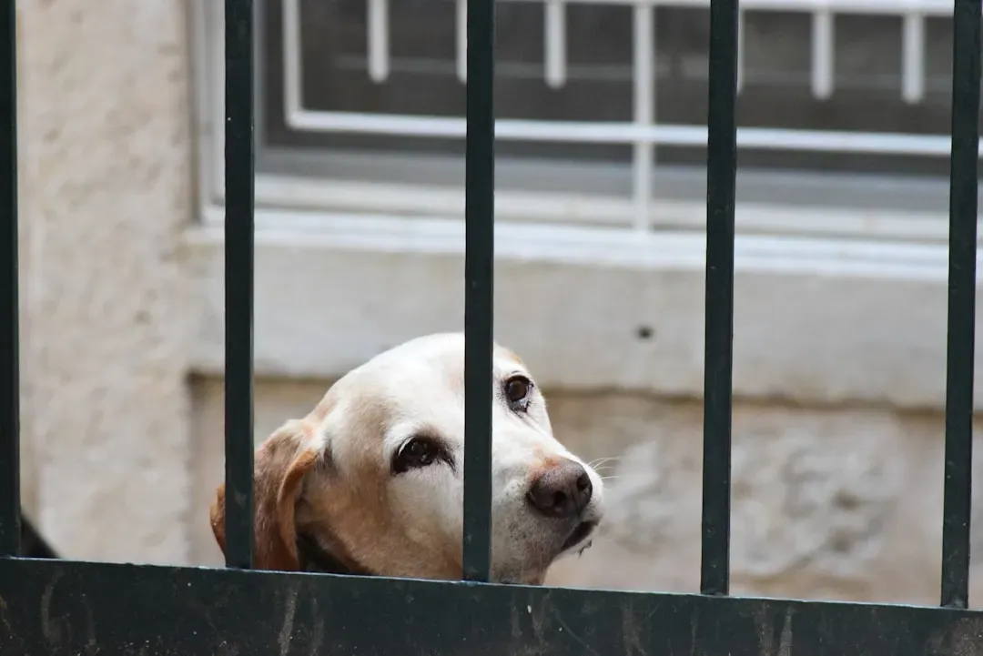 The Pandemic Exposed a Raw Nerve in the Human-Dog Bond (Image Credits: Unsplash)
