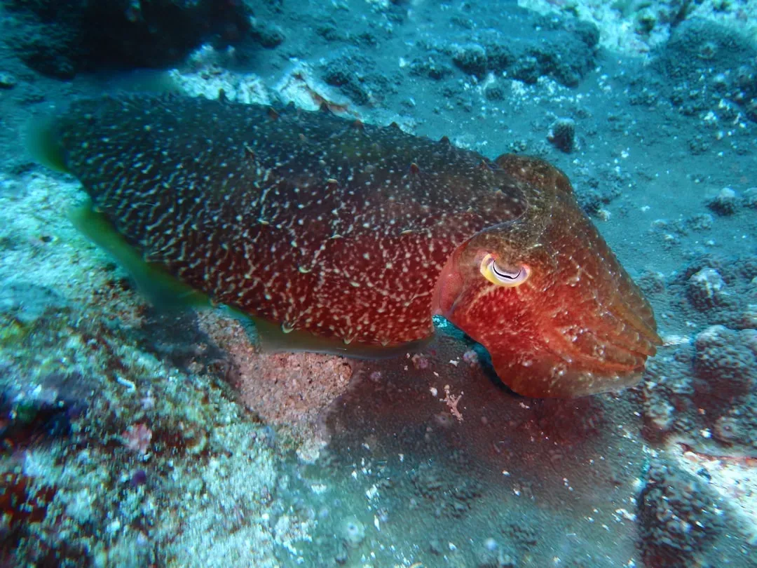 Caribbean Reef Squid Split-Screen Messaging (Image Credits: Unsplash)