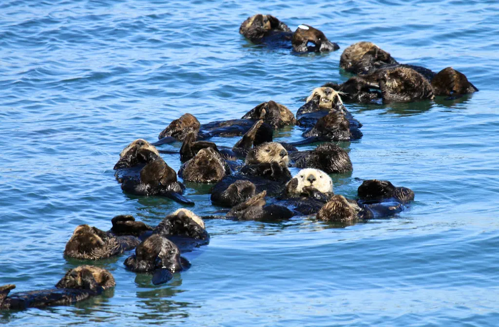 What Is a "Raft" of Otters? (Image Credits: Flickr)