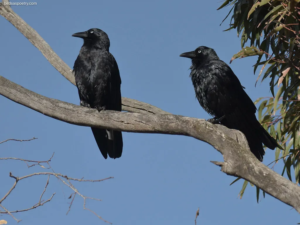 12. Cooperative Hunting Strategies (Image Credits: Flickr)