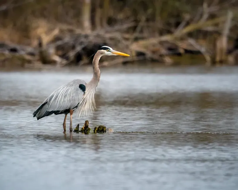 Wetlands Are Home to a Disproportionate Share of Wildlife (Image Credits: Pexels)