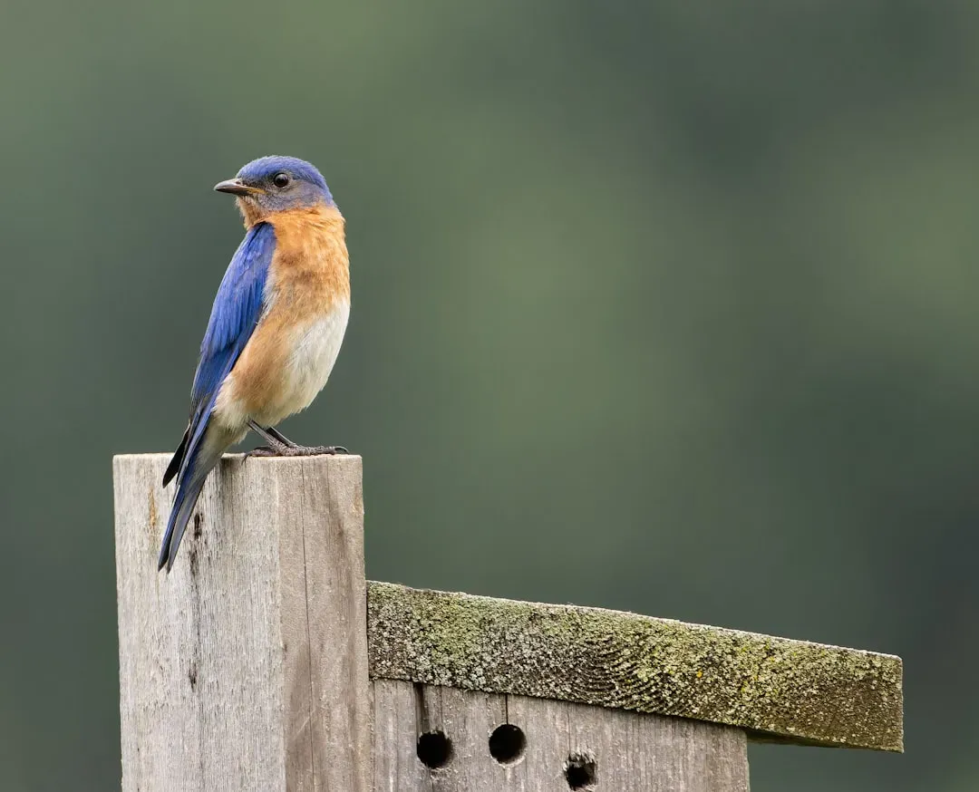 Put Up Nest Boxes With Care (Image Credits: Unsplash)