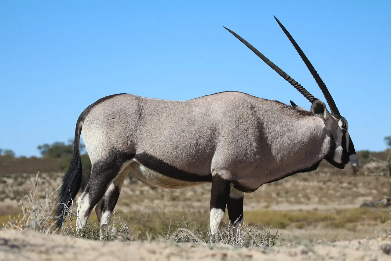 Gemsbok (Image Credits: Pixabay)