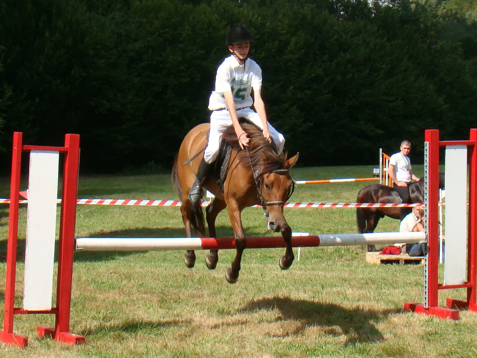 #2 - High-Performance Show Ponies: The Dirty Secret of the Pony Ring (By Silar, CC BY-SA 3.0)