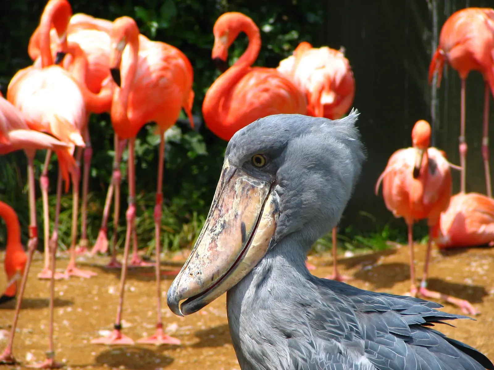 8. Family Ties to Pelicans, Not Storks (Image Credits: Wikimedia)