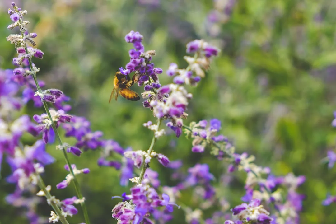 11. Over-Tidying Your Garden (Image Credits: Unsplash)