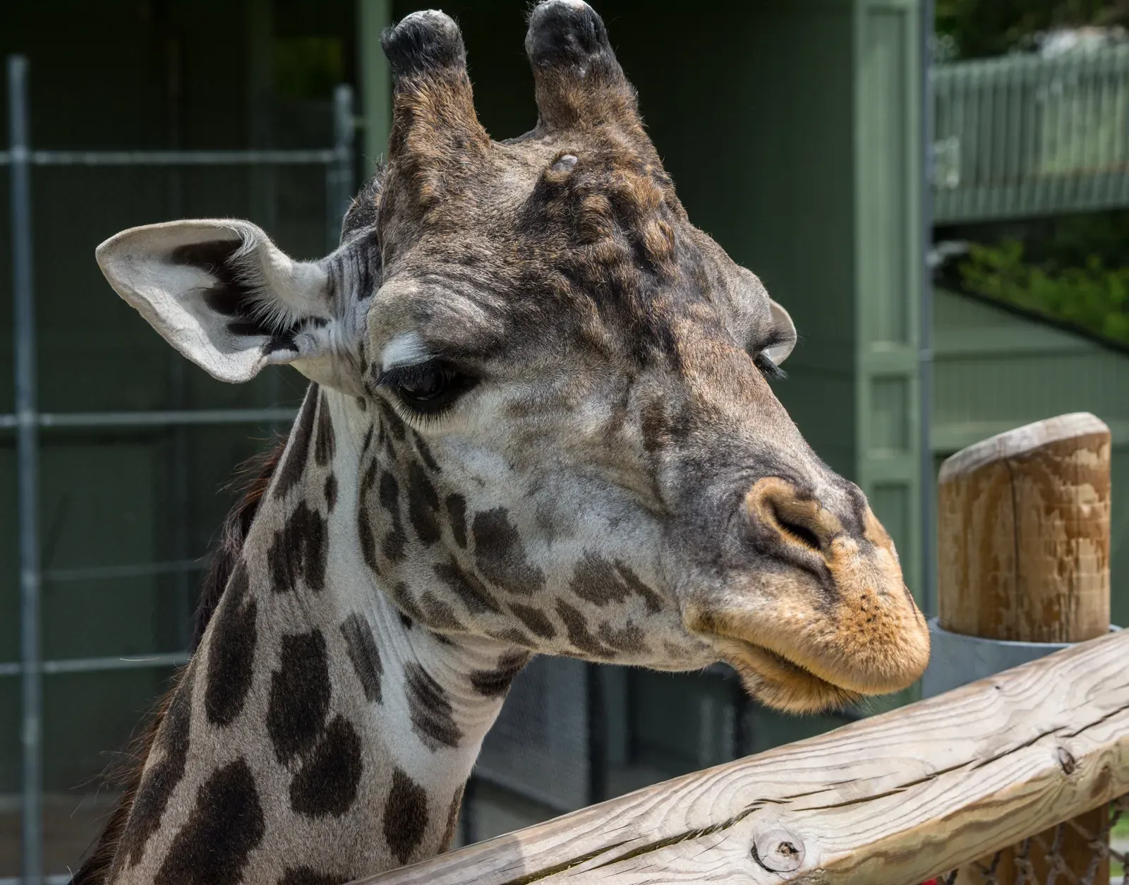 They Sleep Less Than Almost Any Mammal (Image Credits: Wikimedia)