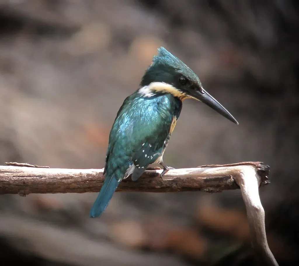 Green Kingfisher (felixu2000, Flickr, CC BY-SA 2.0)