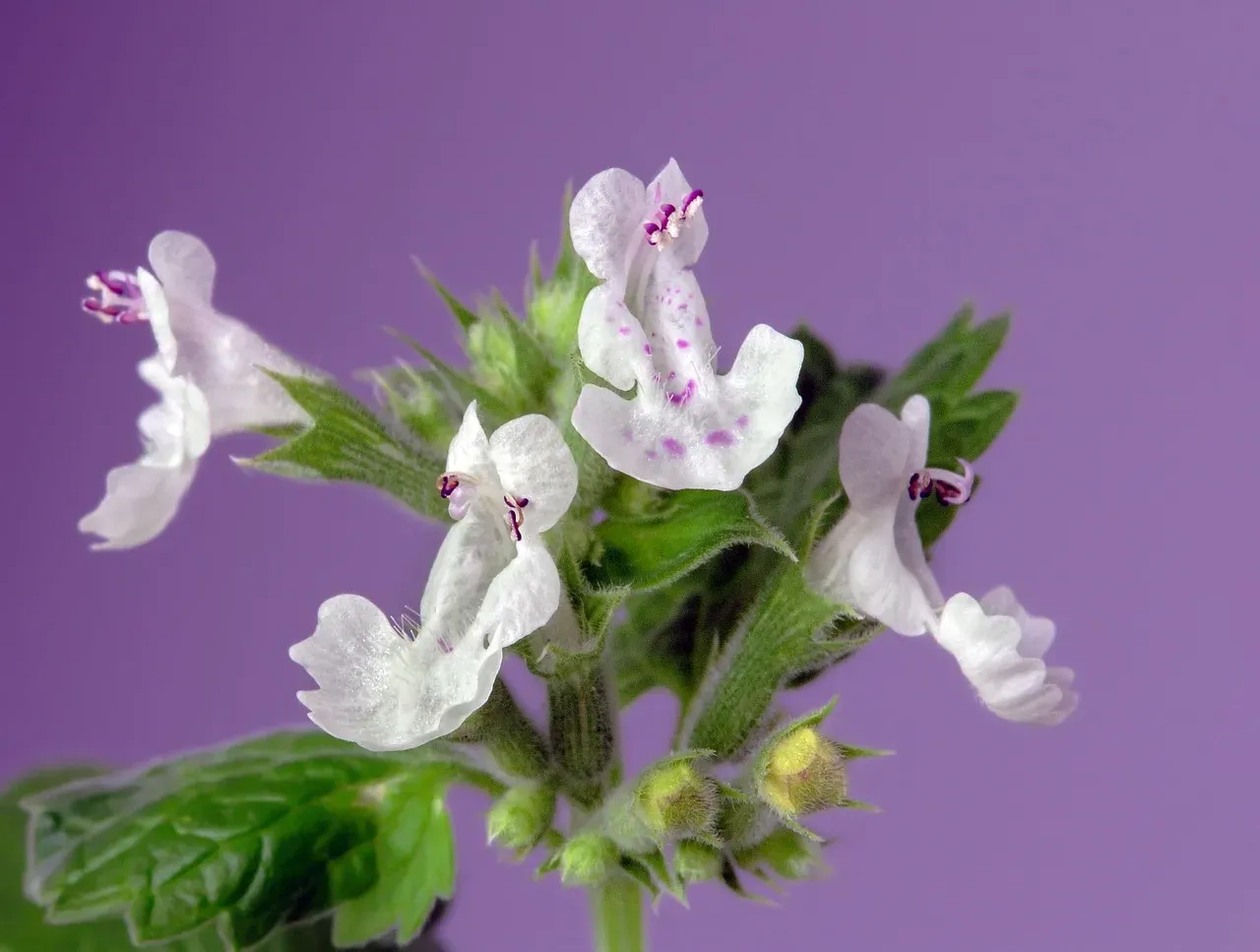 Catmint (Nepeta spp.) (Image Credits: Pixabay)