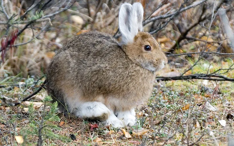 Health and Resting Habits (alaskanent, Flickr, CC BY-SA 2.0)