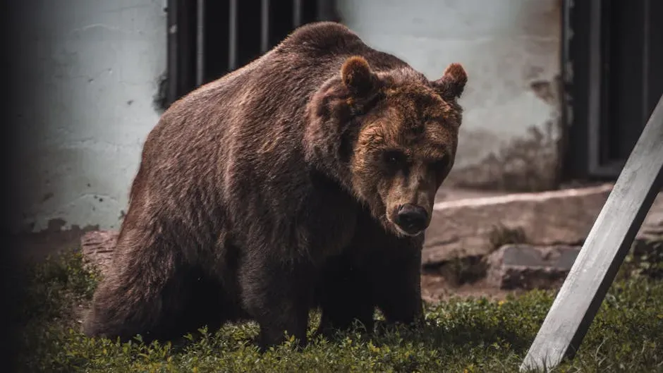 If the Bear Actually Gets Inside Your Home (Image Credits: Pexels)