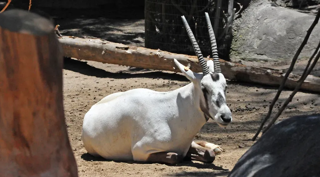 The Arabian Oryx Came Back From the Dead (Image Credits: Flickr)