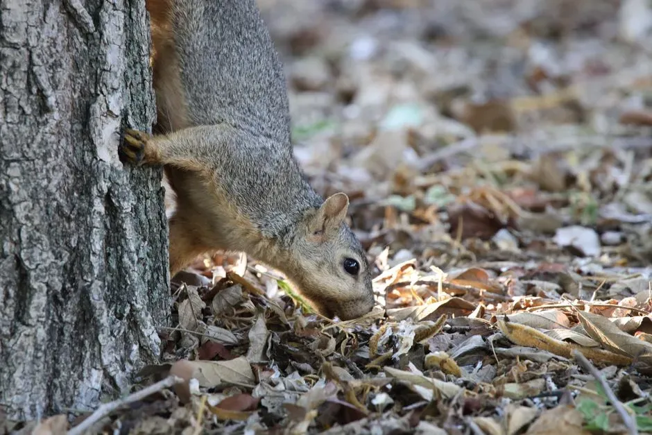 Foraging At Dawn And Dusk More Often (Image Credits: Pexels)