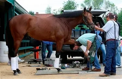 Resistance to Farrier or Vet Work (Image Credits: Flickr)