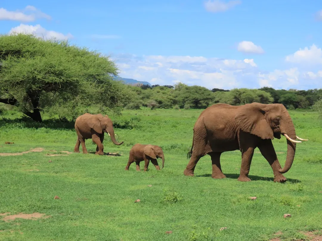 1. Elephants Call Each Other by Name - and They Made the Names Up Themselves (Image Credits: Unsplash)