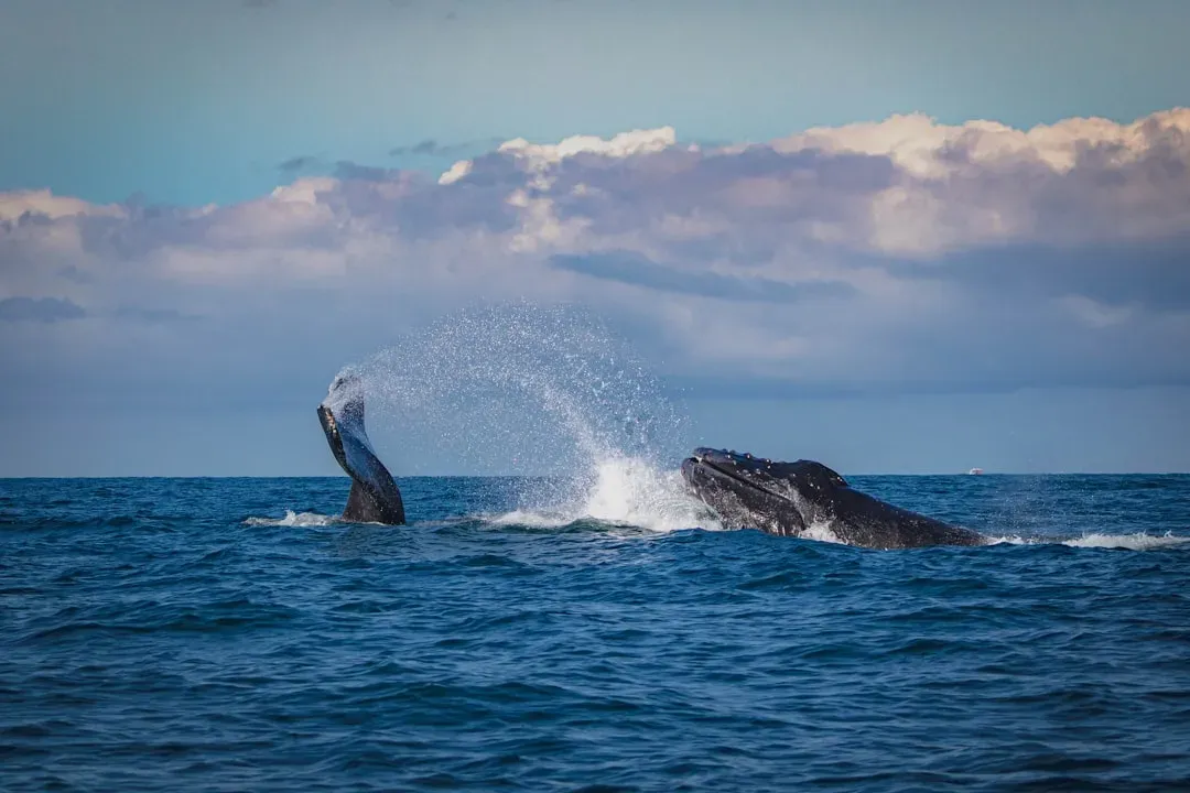 8. New Jersey: A Hidden Gem for East Coast Sightings (Image Credits: Unsplash)