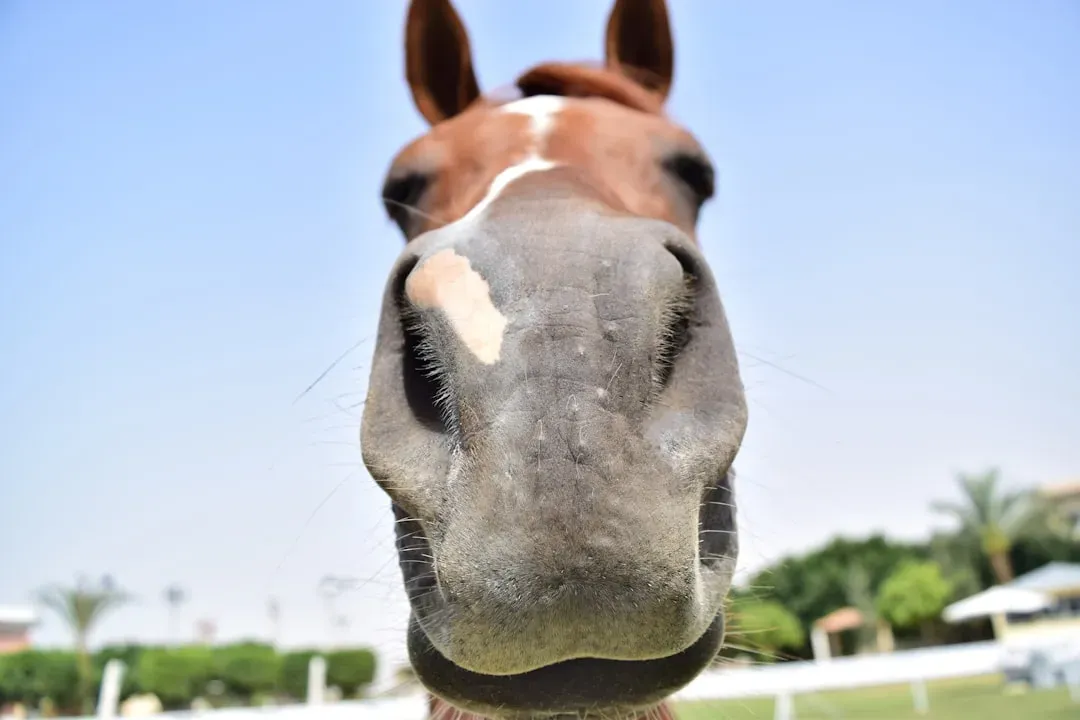 Final Thoughts: Keep Your Horse Engaged (Image Credits: Unsplash)
