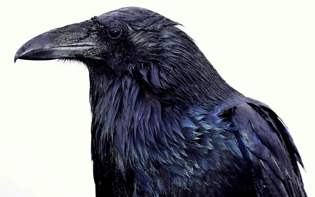 Personal Reflections: What Ravens Really Guard for Us (Image Credits: Unsplash)