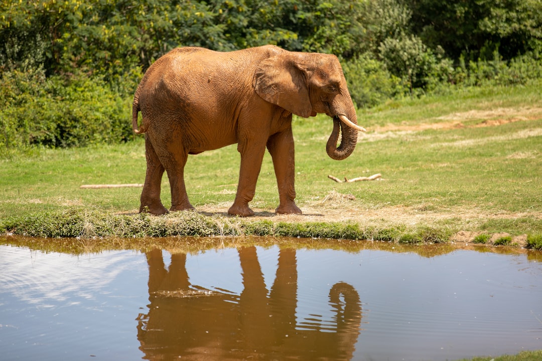 Mirror, Mirror on the Wall: Self-Awareness That Rivals Our Own (Image Credits: Unsplash)