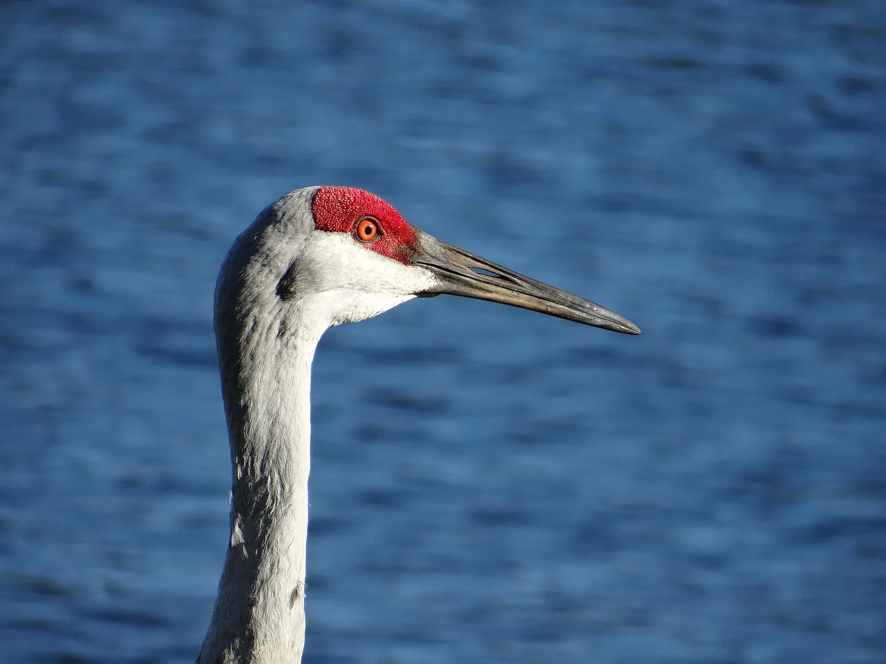 #1 Forming Massive Social Flocks (Image Credits: Pixabay)