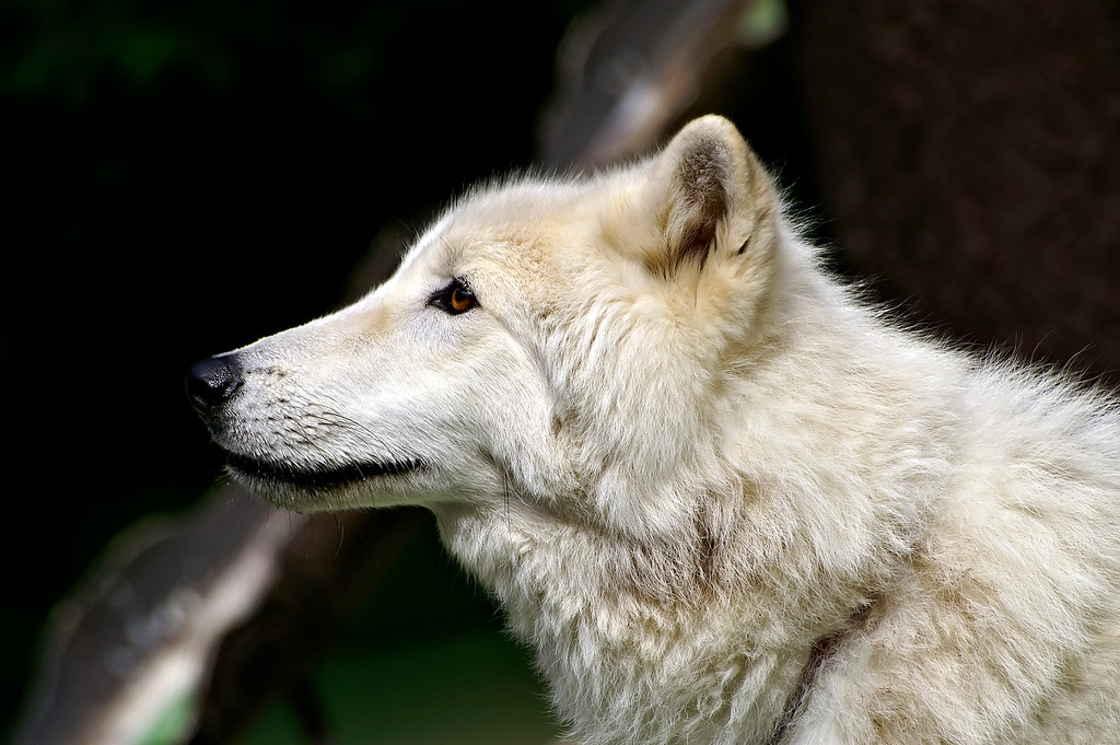 The Strange Situation Test Reveals Wolf Attachment Behavior (Image Credits: Flickr)
