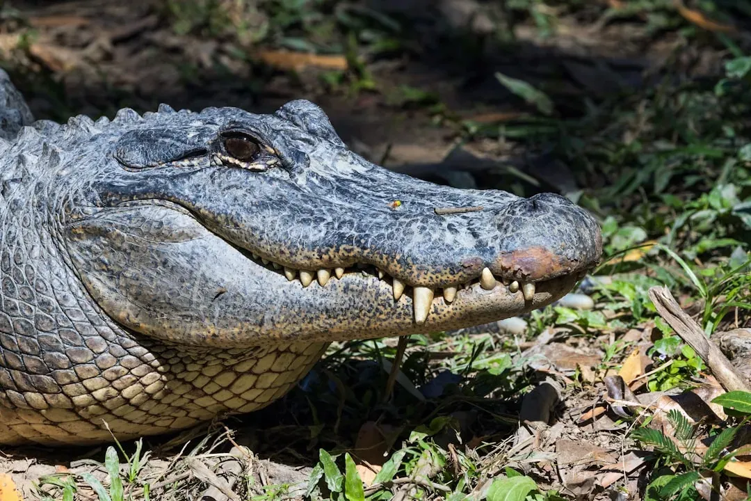 The American Crocodile: Back From the Brink in South Florida (Image Credits: Unsplash)
