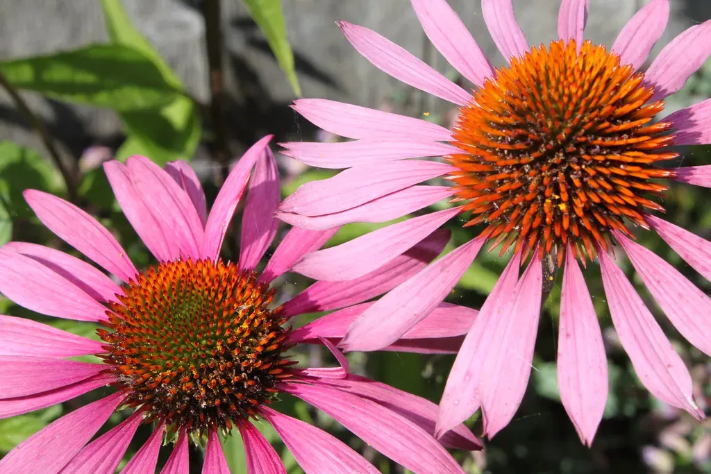 #1 - Echinacea (Purple Coneflower) (revjett, Flickr, CC BY 2.0)