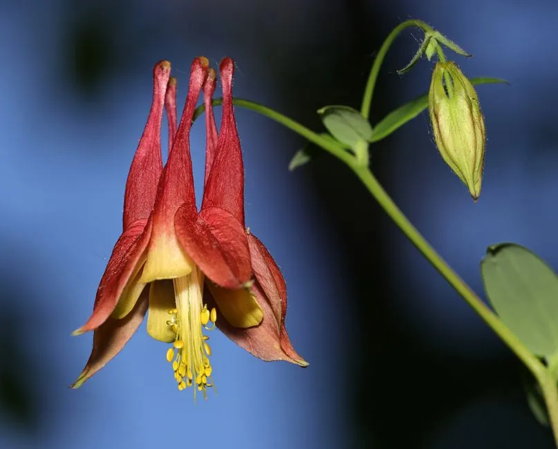 2. Wild Columbine (Aquilegia canadensis) &ndash; The Elegant Bridge Plant (Image Credits: Pexels)
