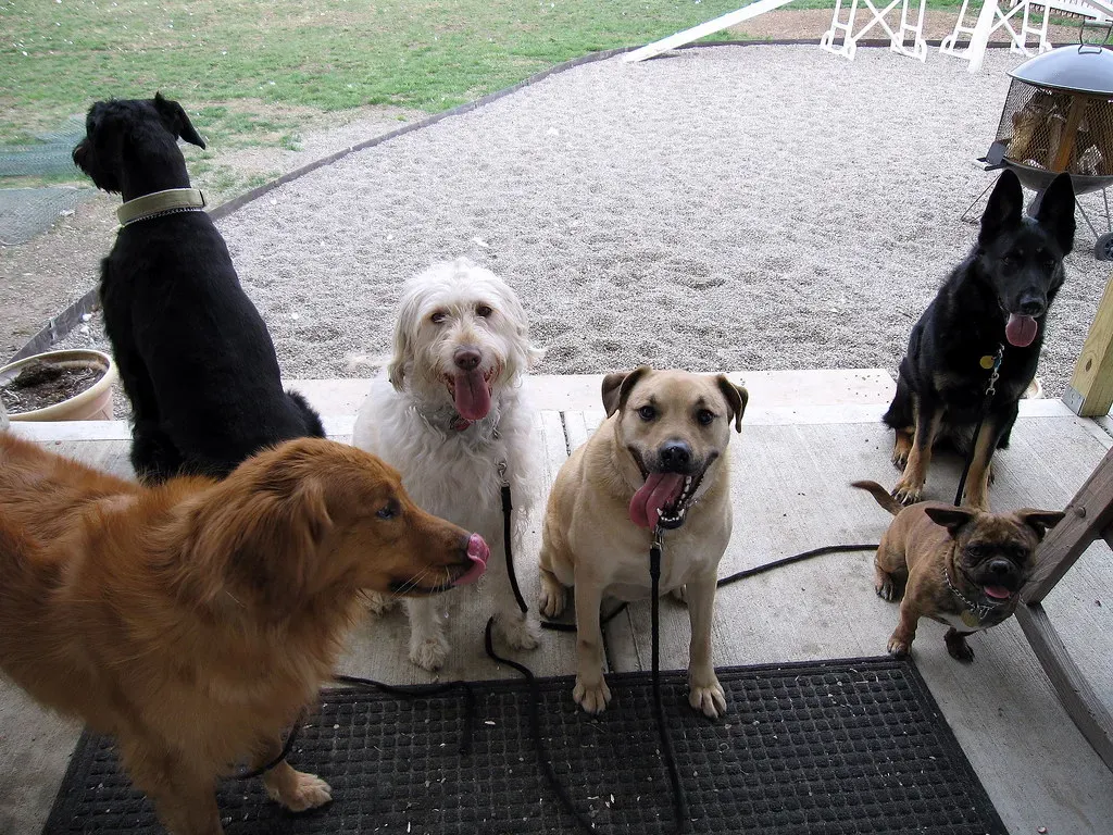They Mirror Your Stress Levels Over Time (Acme Canine, Flickr, CC BY 2.0)