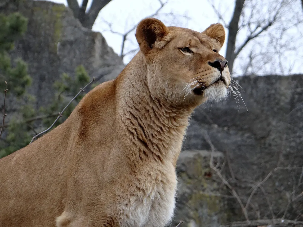 Personality Traits Your Zodiac Animal Reveals About You (Image Credits: Pixabay)