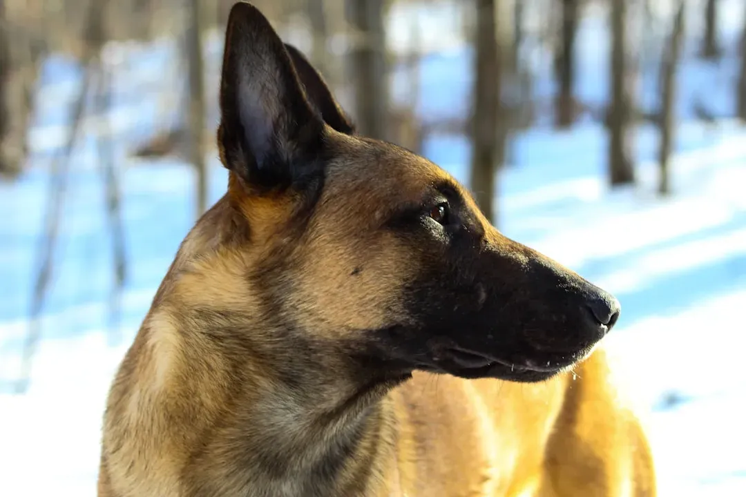 Belgian Malinois (Image Credits: Unsplash)