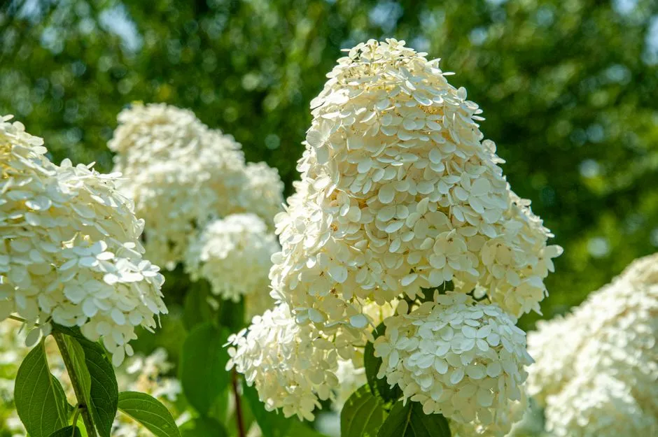 #1 - Hydrangeas (Especially Panicle & Smooth Types) (Image Credits: Pexels)