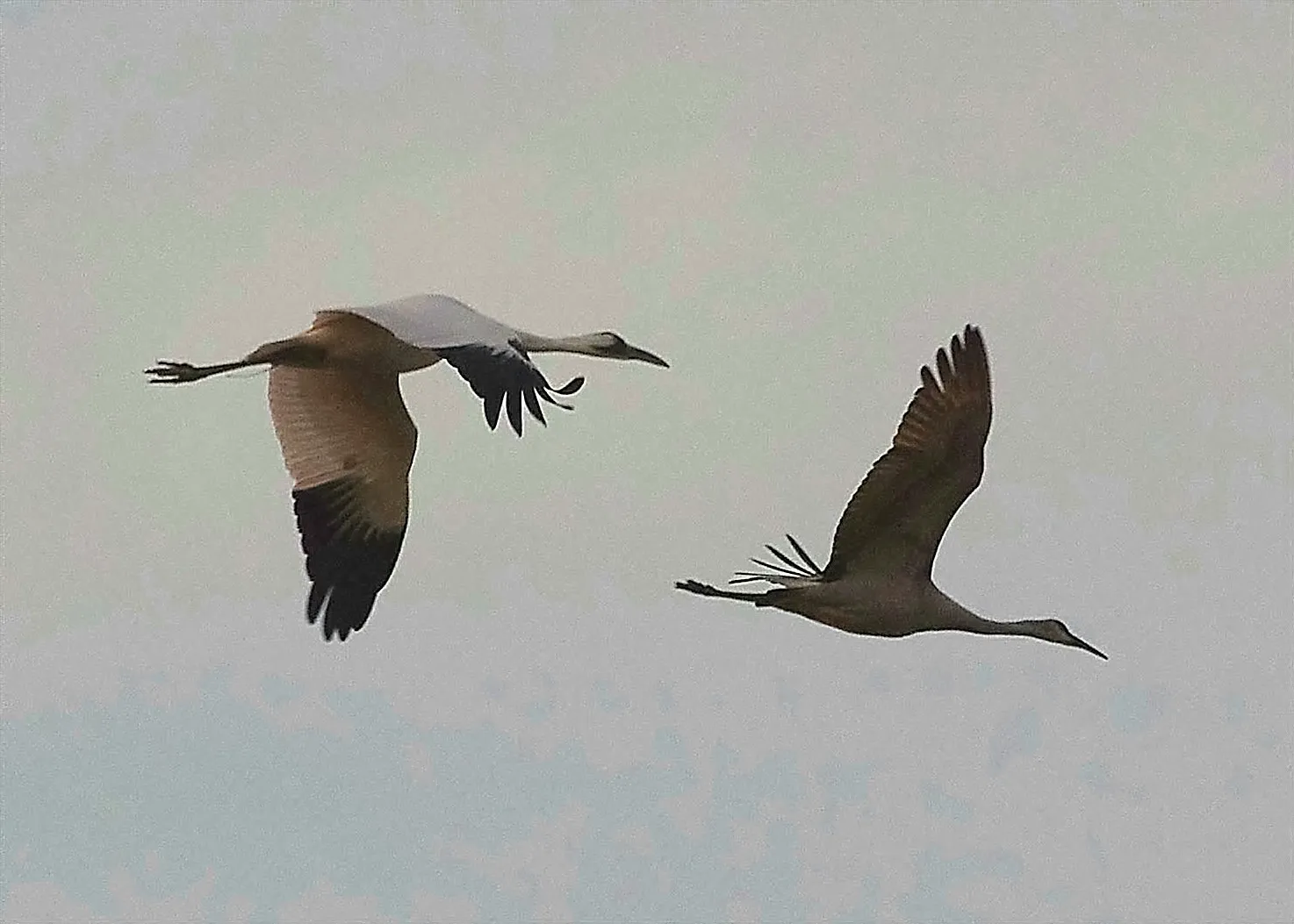 10. Their recovery is real - but it is not a victory lap (Whooper and Sandhill cranes
Uploaded by Snowmanradio, CC BY 2.0)