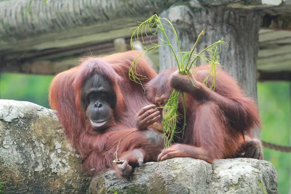 Orangutans and Medicinal Leaves (Image Credits: Pexels)