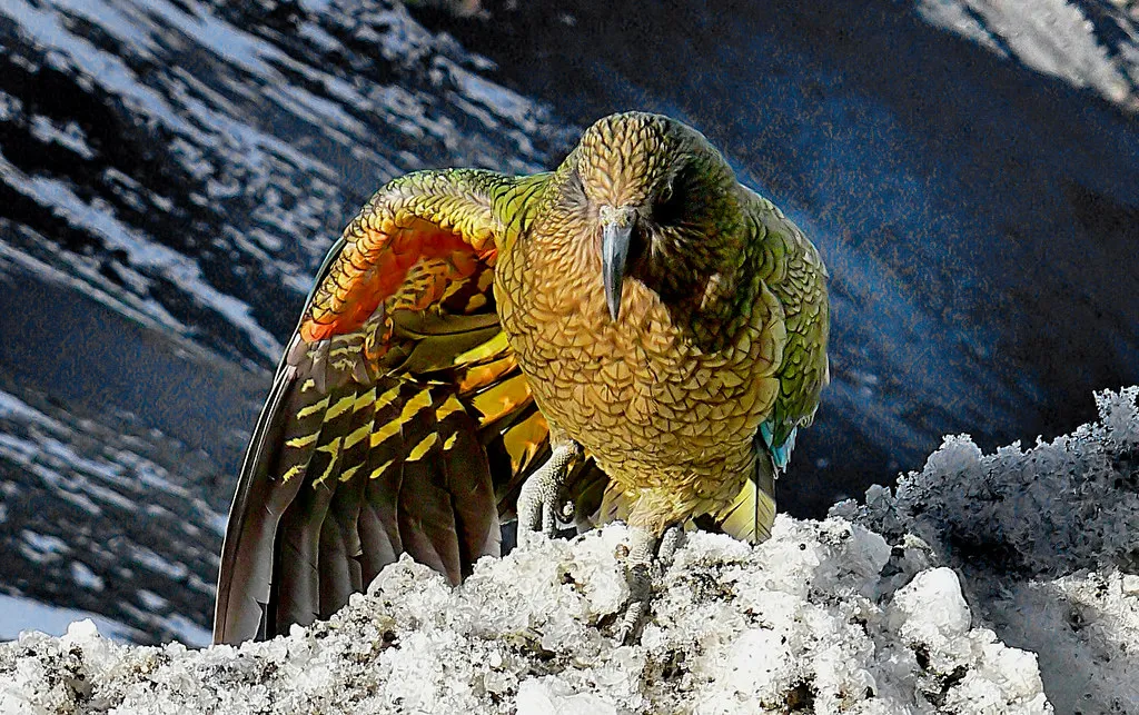 Why Evolution Built Such a Smart Bird (Image Credits: Flickr)