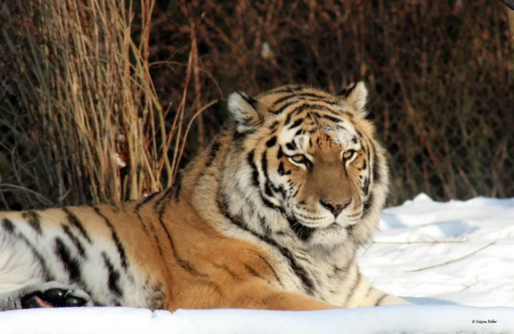 Glimmers of Hope: Conservation Wins Worth Celebrating (Image Credits: Flickr)