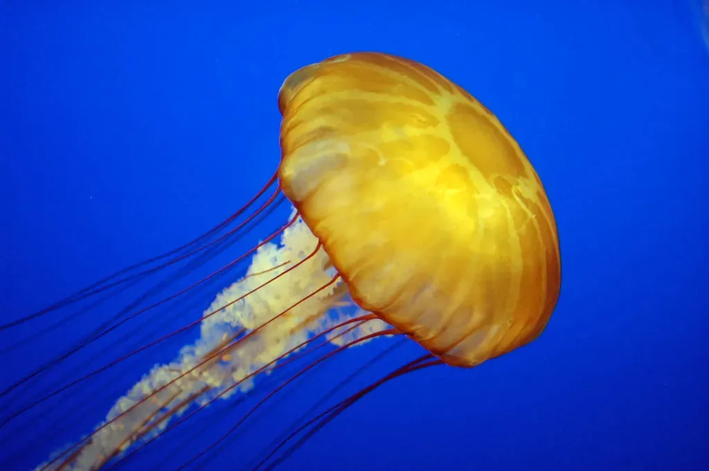 Jellyfish: Drifting Through Half a Billion Years (Image Credits: Wikimedia)