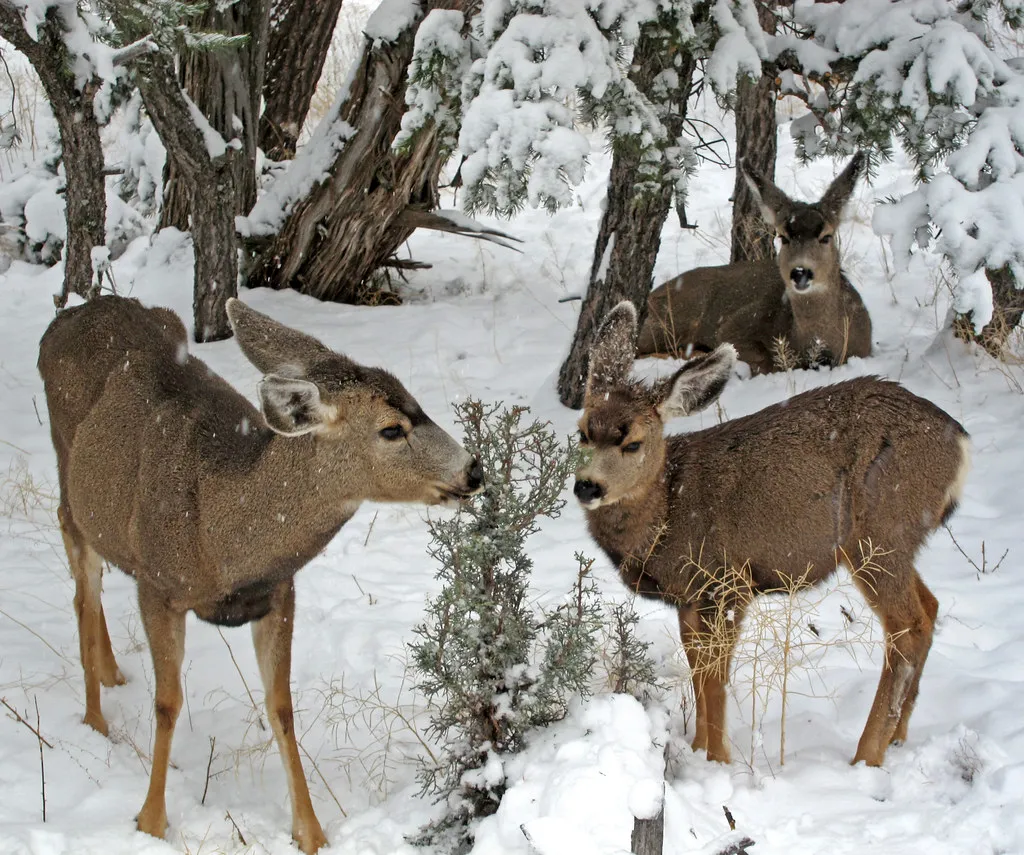 #2 Deer: The Silent Garden Browsers (Grand Canyon NPS, Flickr, CC BY 2.0)