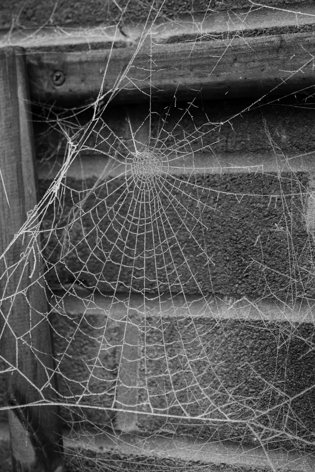 North American Beliefs: The Web That Guards Your Front Door (Image Credits: Unsplash)