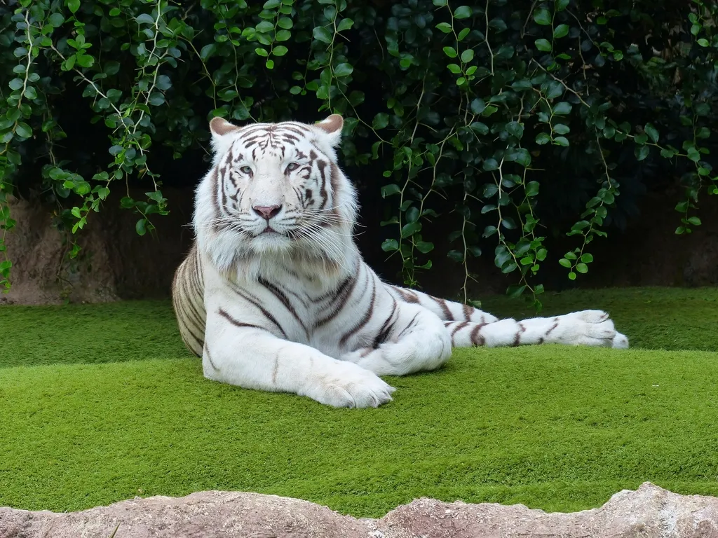 Leo: The Commanding Presence (Image Credits: Rawpixel)