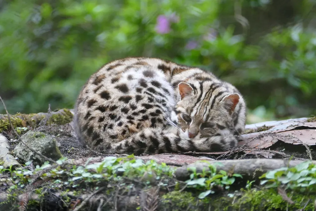 2. The Himalayan Variant Has Its Own Distinct Coat (Ankur Panchbudhe, Flickr, CC BY 2.0)