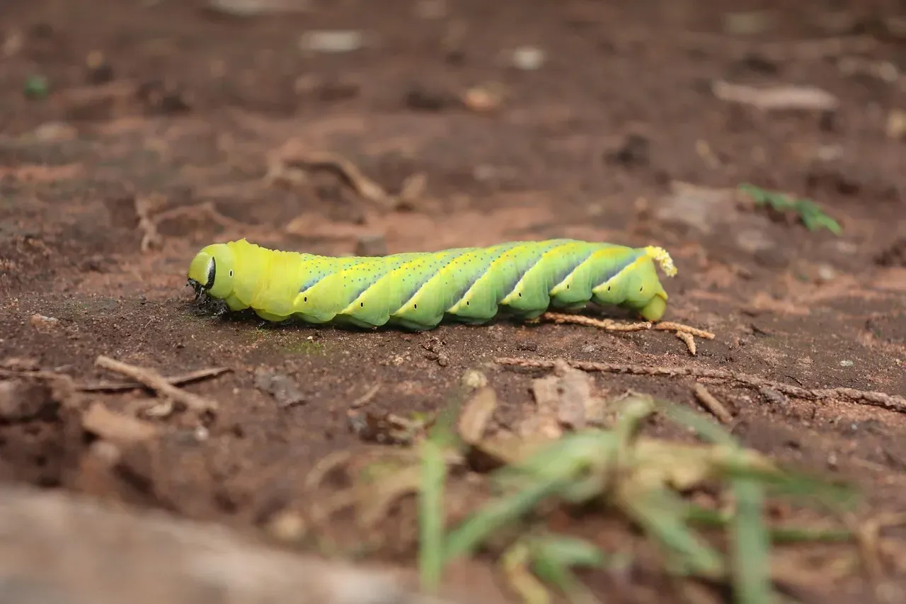 Insects Underground: The Soil Engineers Beneath Your Feet (Image Credits: Pixabay)
