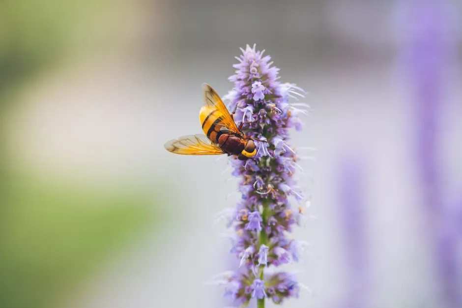 Anise Hyssop: The Pollinator Crowd-Pleaser (Image Credits: Pexels)